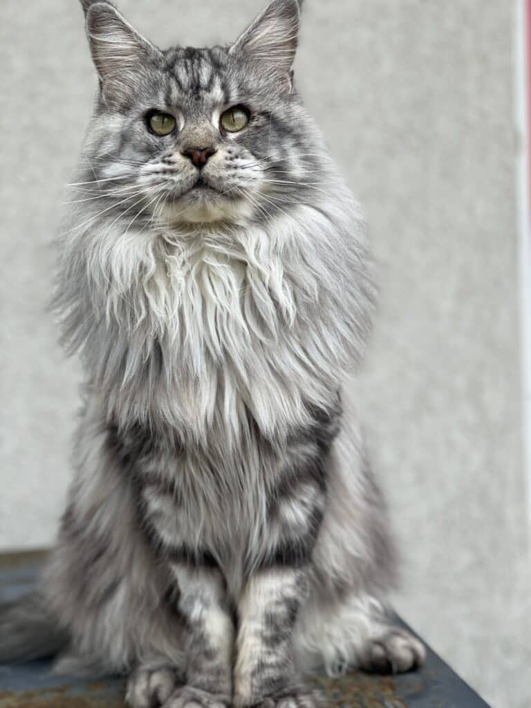 black-silver-tabby-tank-2-years-old ⋆ Sassy Koonz Maine Coon Cattery maine coon black silver tabby 2 years old Tank