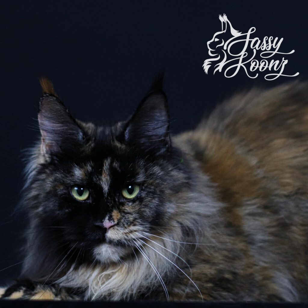 black-tortie-maine-coon-cat-razzleberry ⋆ Sassy Koonz Maine Coon Cattery black tortie maine coon cat razzleberry