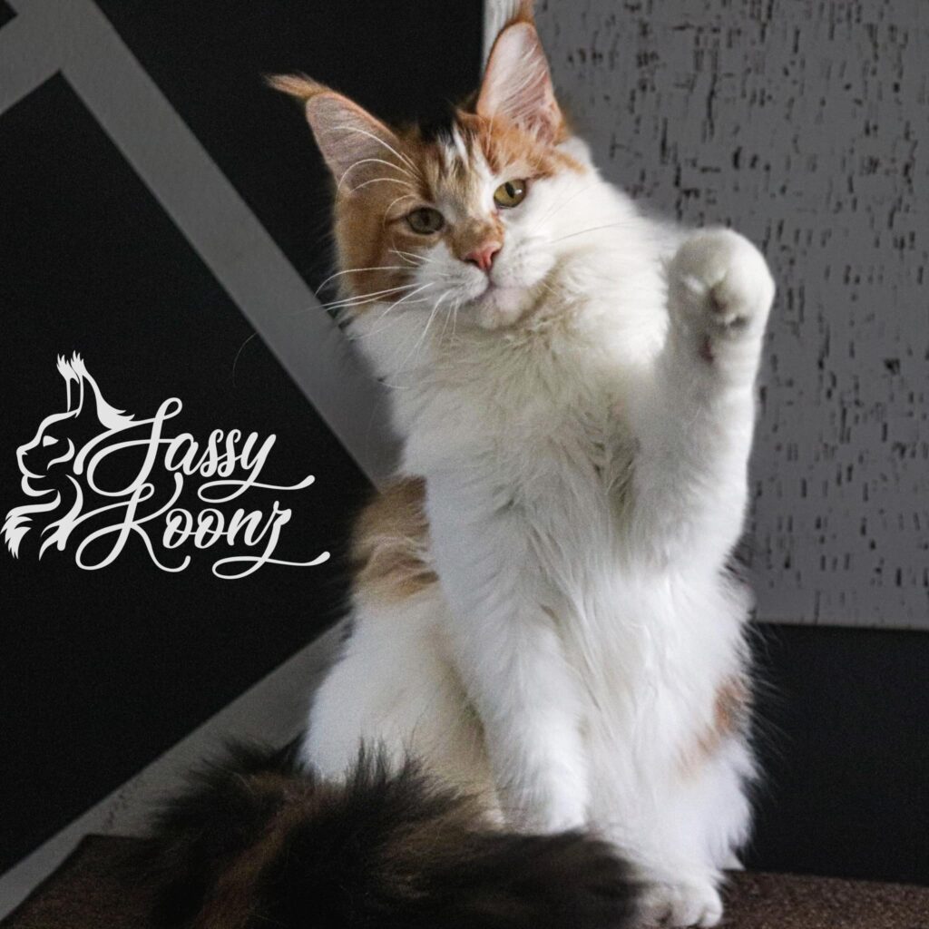 calico-maine-coon-cat-kimmie-paw-up ⋆ Sassy Koonz Maine Coon Cattery calico maine coon cat kimmie paw up