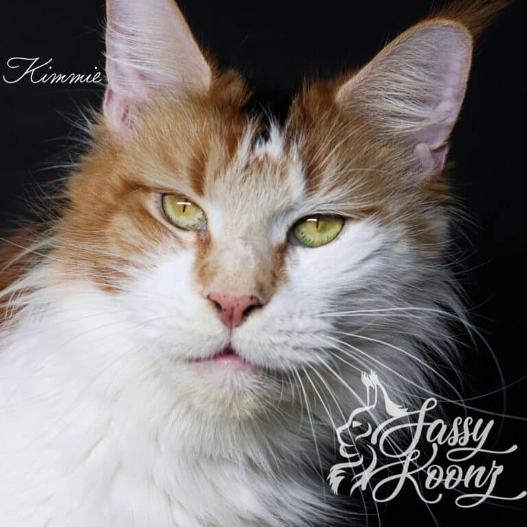 calico maine coon kitmmie 3 years old