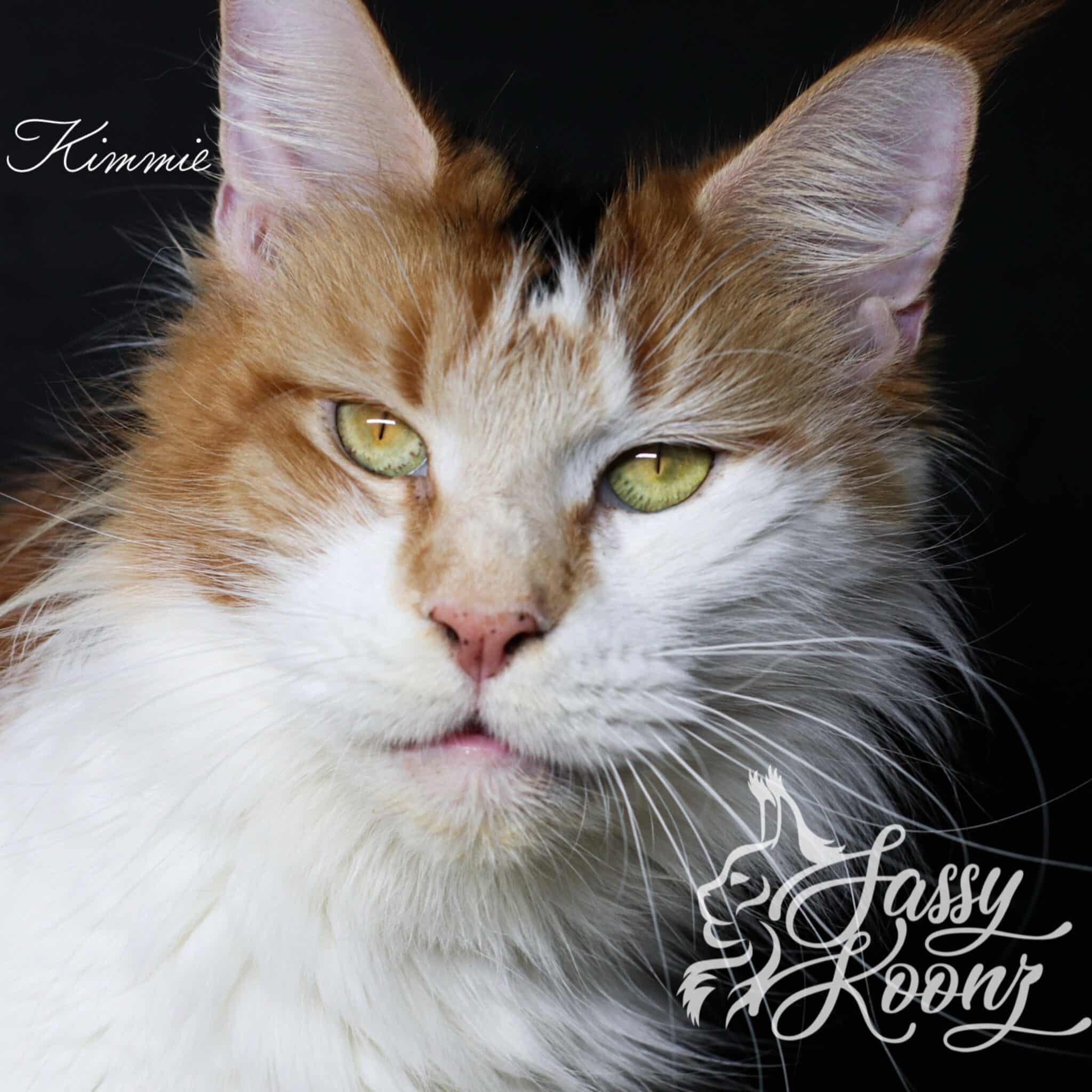 calico-maine-coon-kimmie-2-years-old ⋆ Sassy Koonz Maine Coon Cattery calico maine coon kitmmie 3 years old