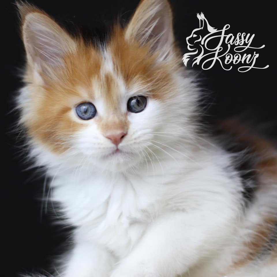 calico-maine-coon-kimmie-7-weeks-old ⋆ Sassy Koonz Maine Coon Cattery calico maine coon kimmie 7 weeks old