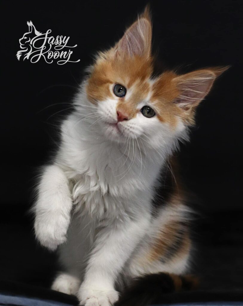 kimmie-calico-maine-coon-kitten-9-weeks-old-paw-up ⋆ Sassy Koonz Maine Coon Cattery kimmie calico maine coon kitten 9 weeks old paw up