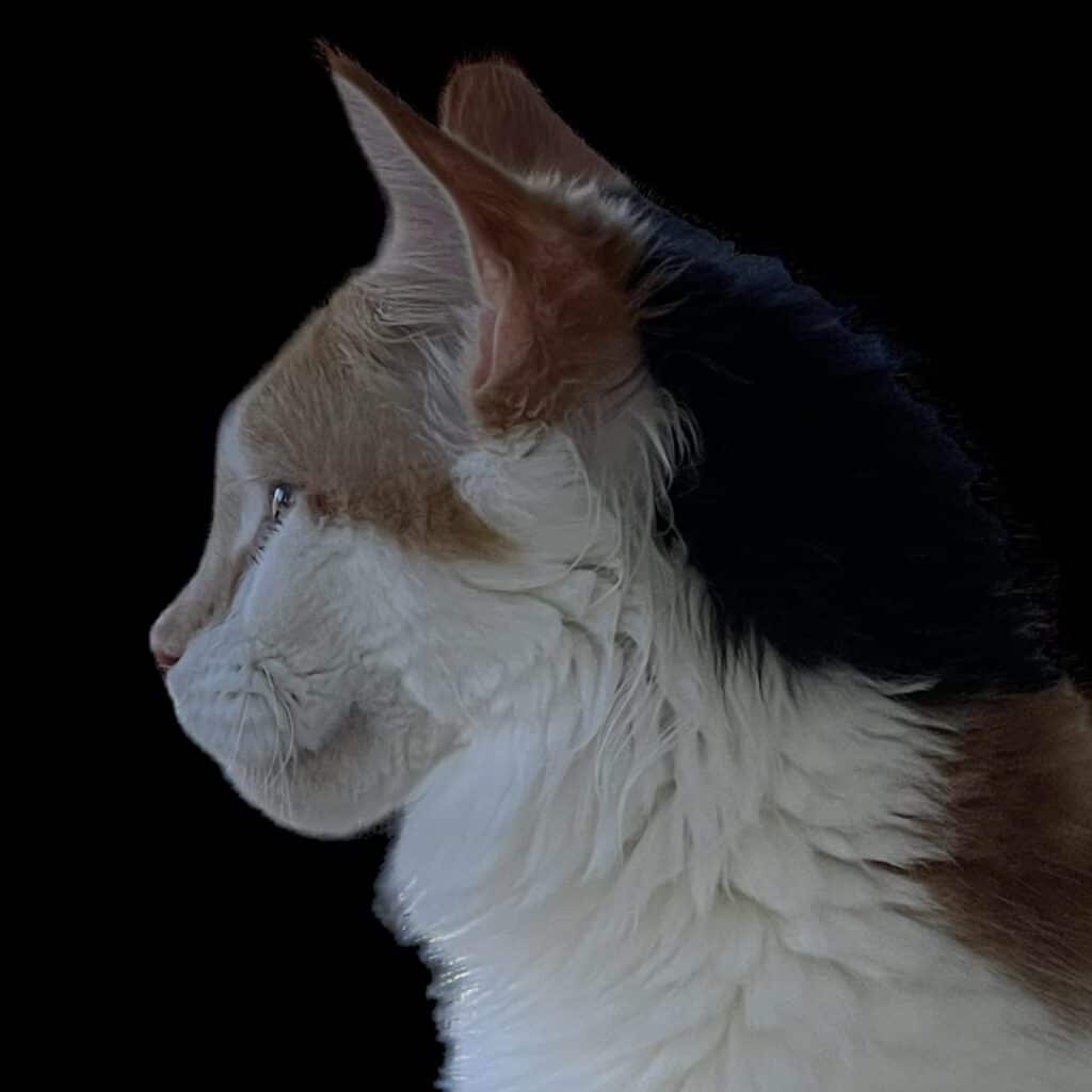 kimmie-maine-coon-calico-female-florida ⋆ Sassy Koonz Maine Coon Cattery kimmie maine coon calico female florida