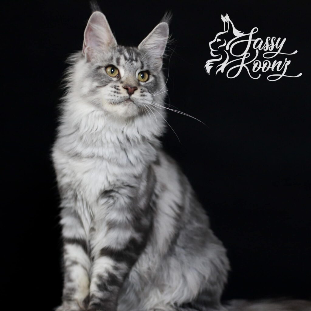 maine-coon-cat-stuf-tank-silver ⋆ Sassy Koonz Maine Coon Cattery maine coon cat tank silver
