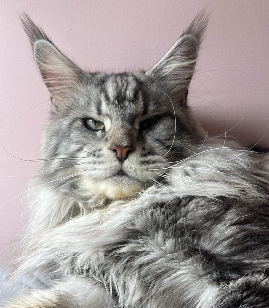 maine-coon-cat-tanky-wanky-chillin ⋆ Sassy Koonz Maine Coon Cattery maine coon cat tanky wanky chillin