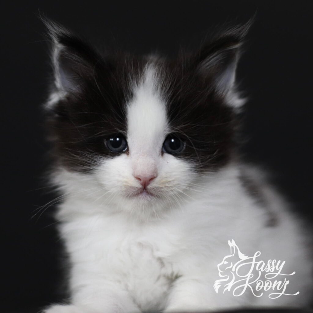 maine-coon-cats-for-sale-superhero-black-white ⋆ Sassy Koonz Maine Coon Cattery maine coon cats for sale superhero black white