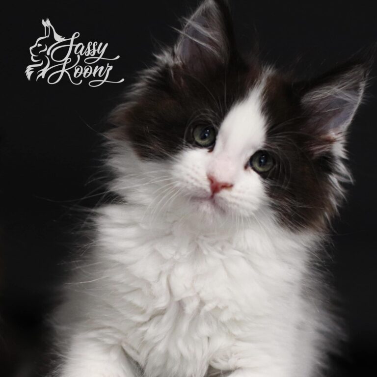 maine coon kitten harlequin superhero baby
