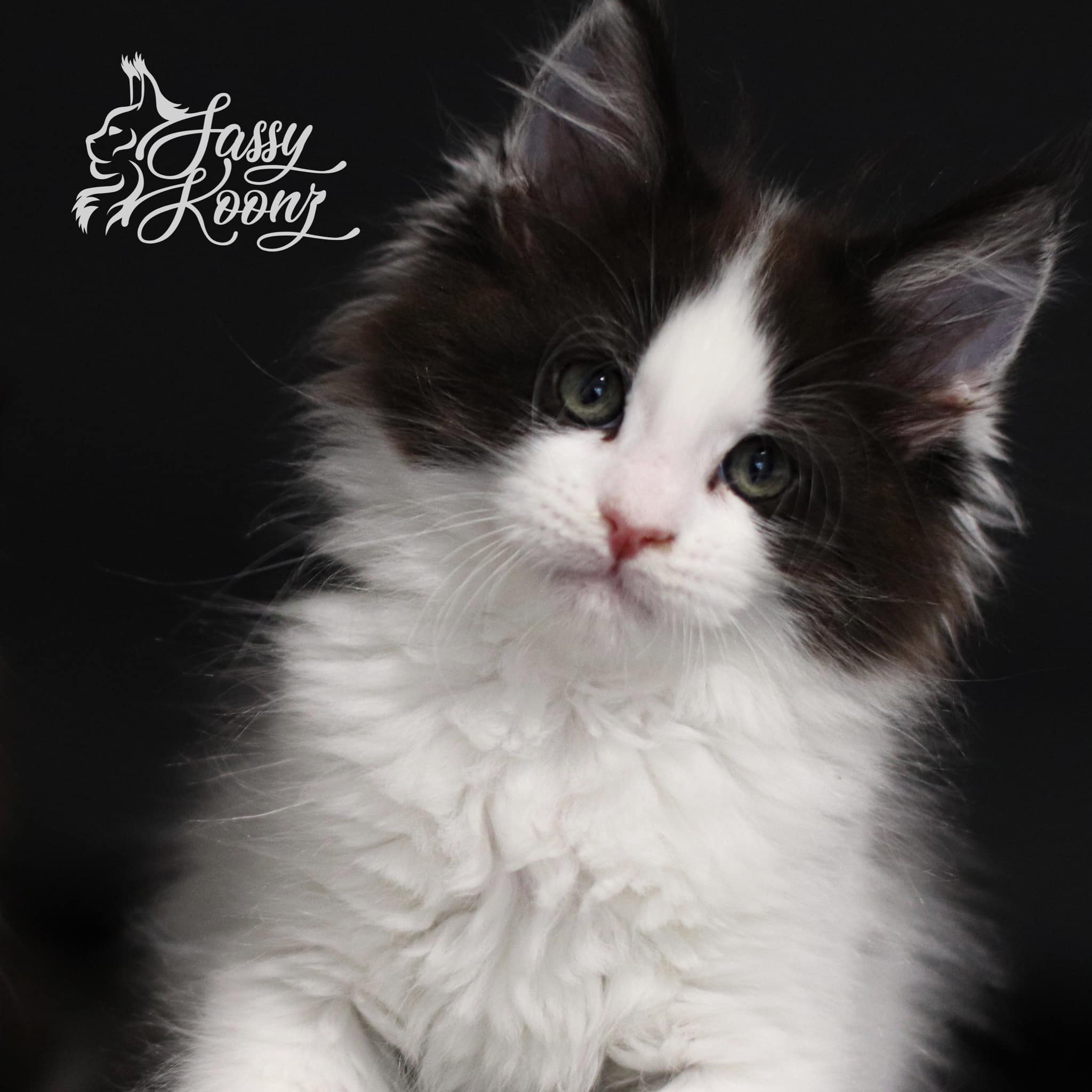 maine-coon-kitten-harlequin-superhero-baby ⋆ Sassy Koonz Maine Coon Cattery maine coon kitten harlequin superhero baby