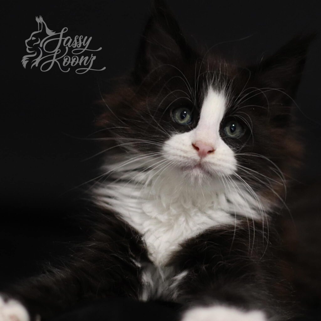 maine-coon-kittens-for-sale-in-florida-kitty-kitty-tuxedo ⋆ Sassy Koonz Maine Coon Cattery maine coon kittens for sale florida kitty kitty tuxedo