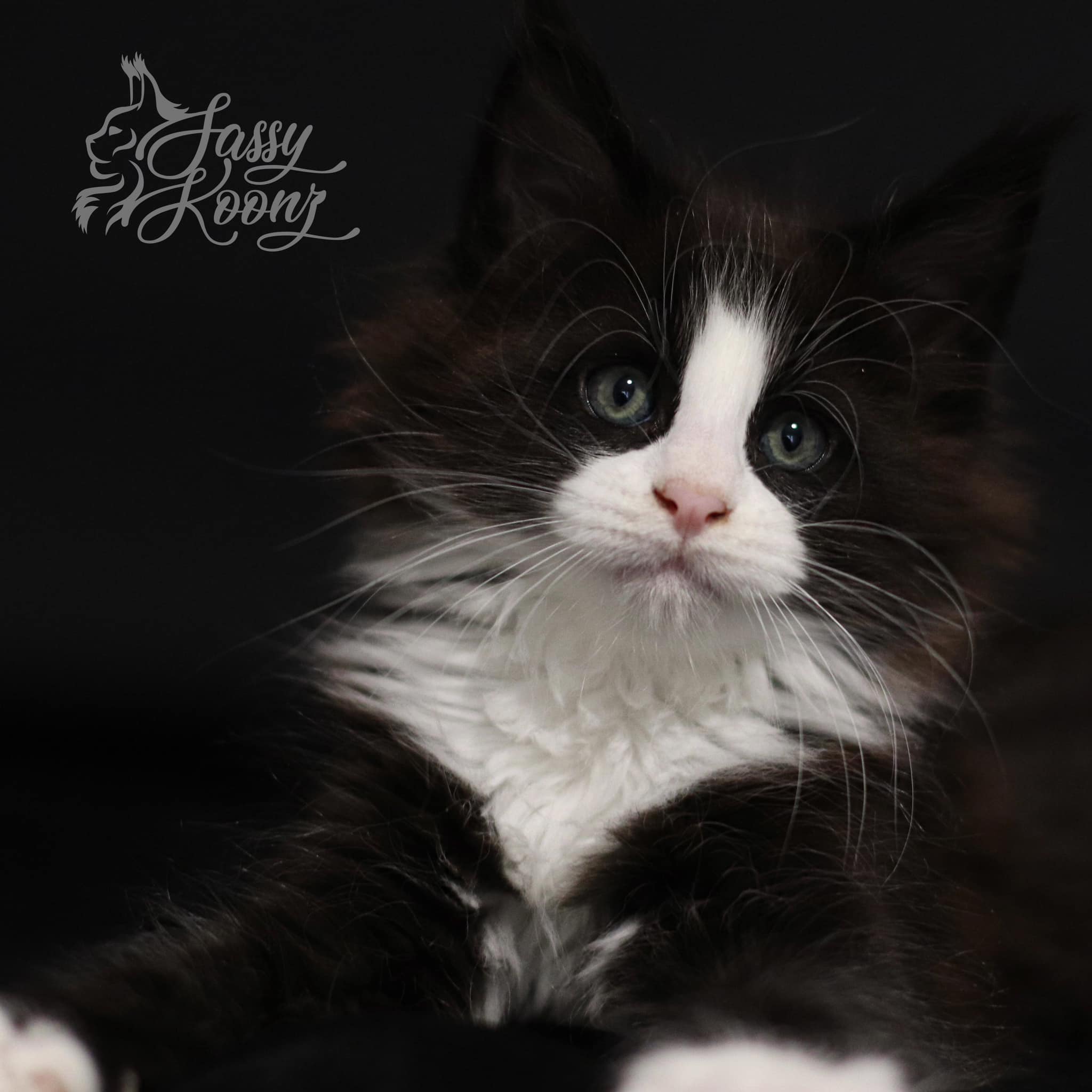 maine-coon-kittens-for-sale-in-florida-kitty-kitty-tuxedo ⋆ Sassy Koonz Maine Coon Cattery maine coon kittens for sale florida kitty kitty tuxedo