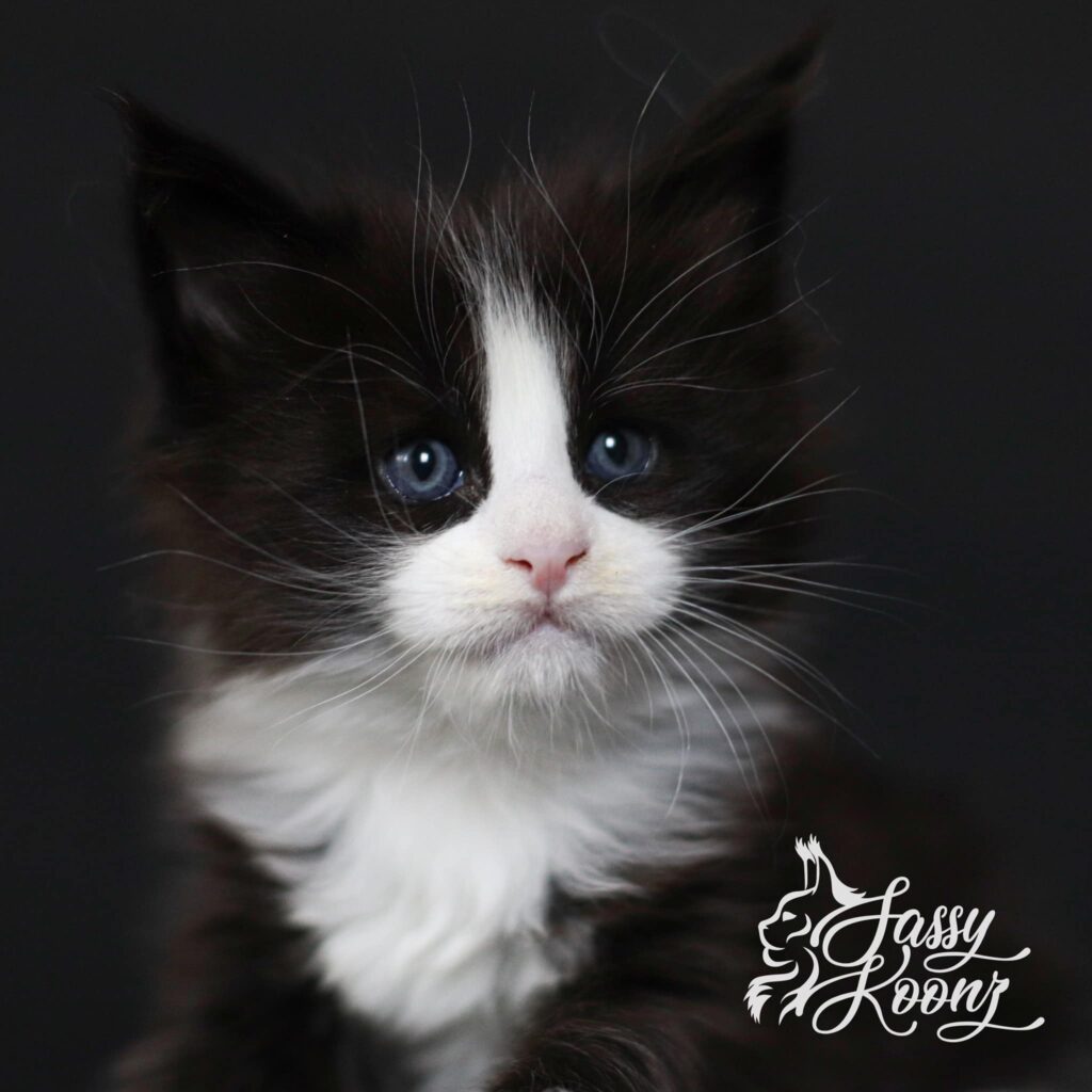 Maine Coon Kitten for Sale Black and White Kitty Kitty ⋆ Sassy Koonz Maine Coon Cattery maine coon kittens for sale kitty kitty black white