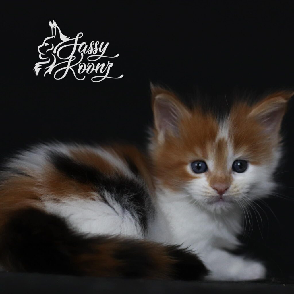 maine-coon-kittens-for-sale-minnesota ⋆ Sassy Koonz Maine Coon Cattery maine coon kittens for sale minnesota