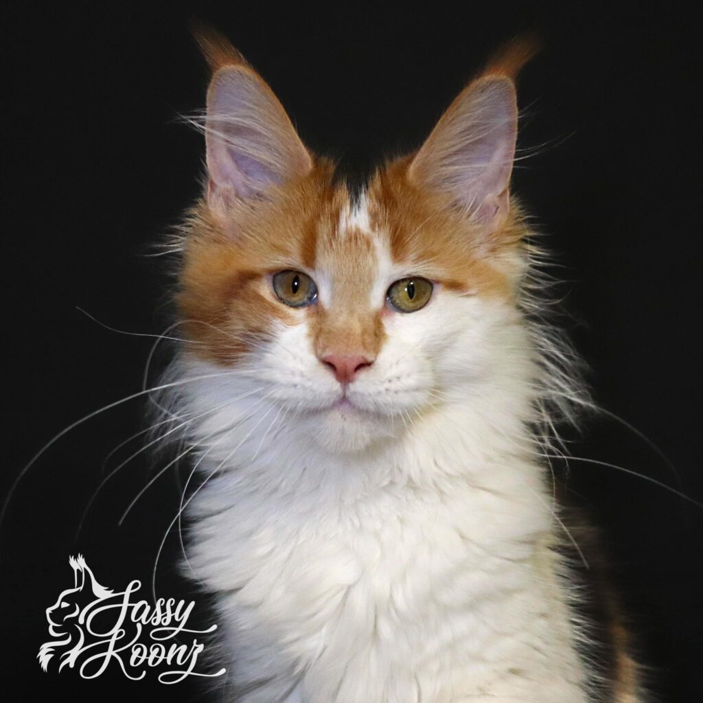majestic-maine-coons-kimmie-calico ⋆ Sassy Koonz Maine Coon Cattery majestic maine coons kimmie calico