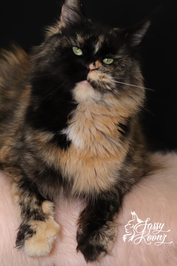 razzleberry-maine-coon-tortie-queen-sassy-koonz ⋆ Sassy Koonz Maine Coon Cattery razzleberry maine coon tortie queen at sassy koonz