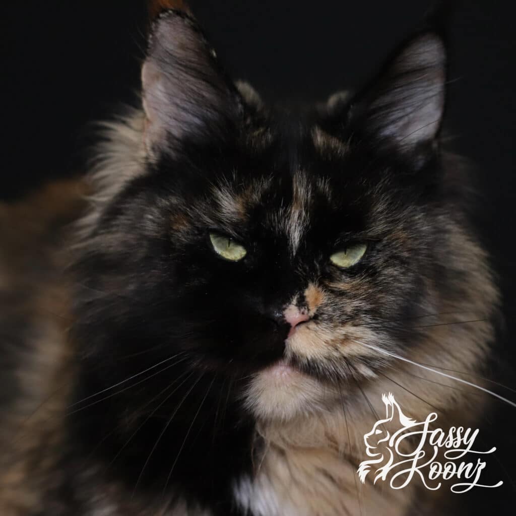 razzy-maine-coon-tortie-queen-cat ⋆ Sassy Koonz Maine Coon Cattery razzy Maine coon tortie queen cat