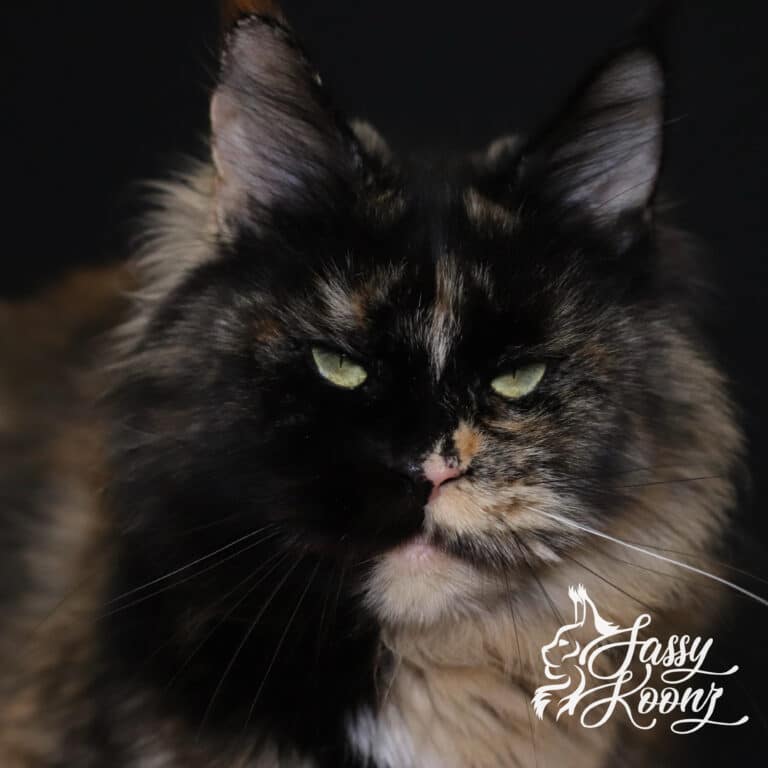 razzy Maine coon tortie queen cat
