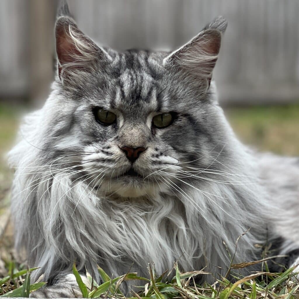 silver maine coon tanky adult from sassy koonz in the grass