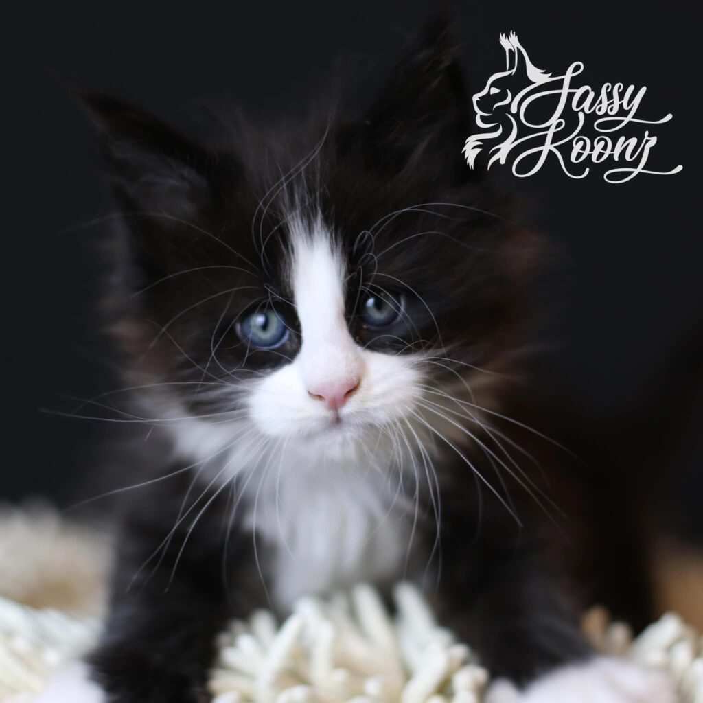 tuxedo-maine-coon-kitten-kitty-kitty-7-weeks-old ⋆ Sassy Koonz Maine Coon Cattery tuxedo maine coon kitten kitty kitty 7 weeks old