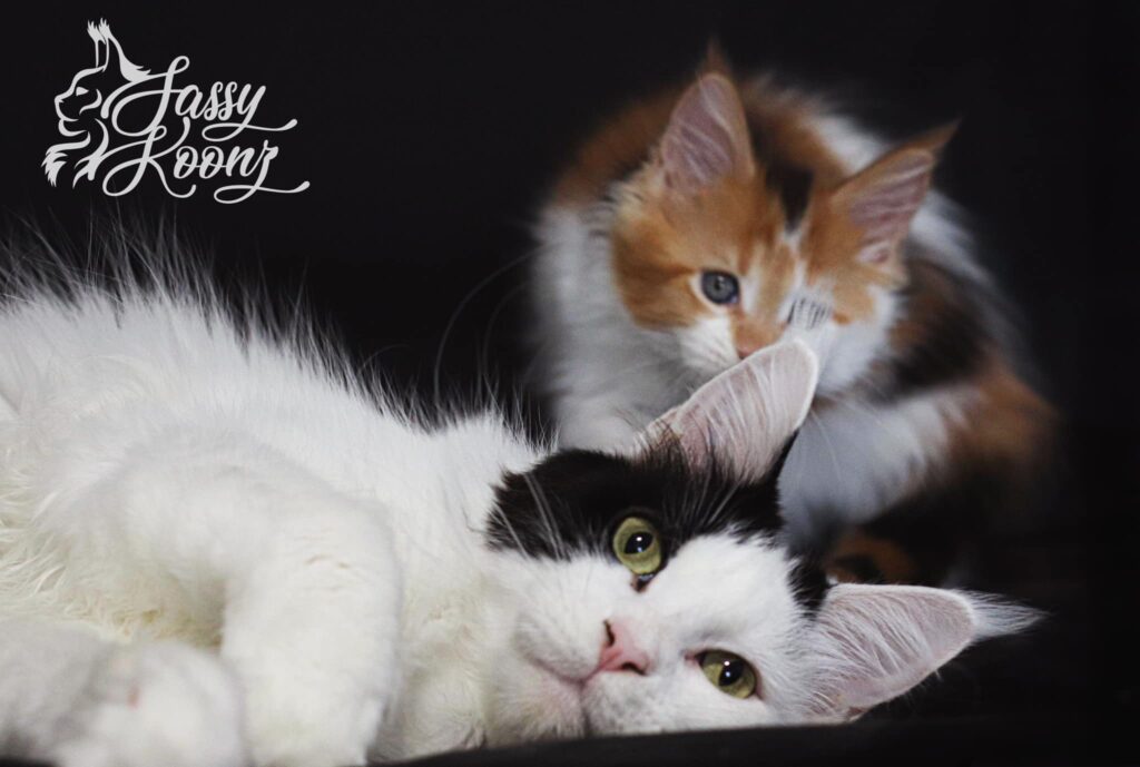 boujee-kimmie-hanging-out-maine-coon-cats ⋆ Sassy Koonz Maine Coon Cattery boujee kimmie hanging out together maine coon cats