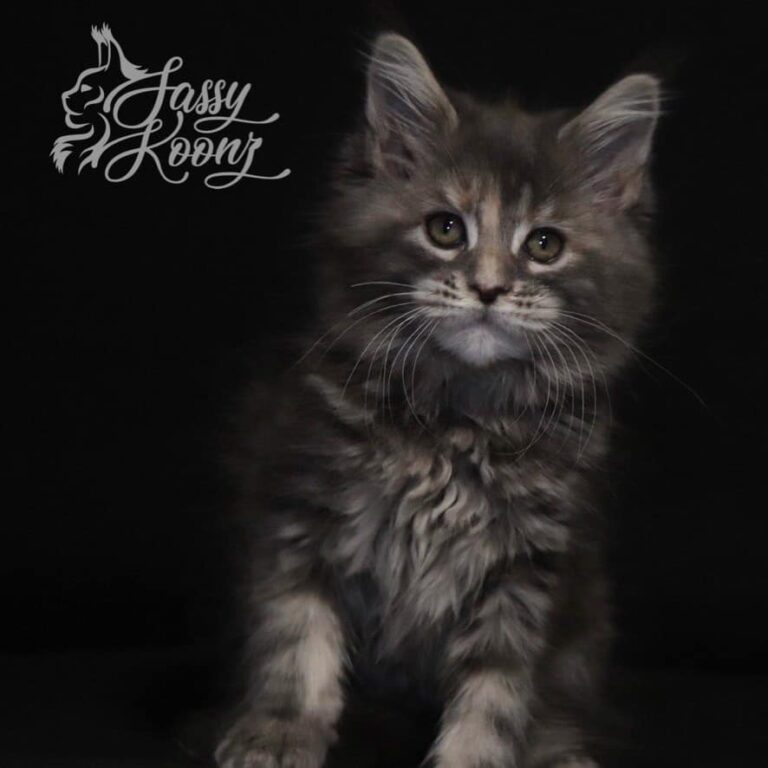 maine coon kitten female pussycat blue