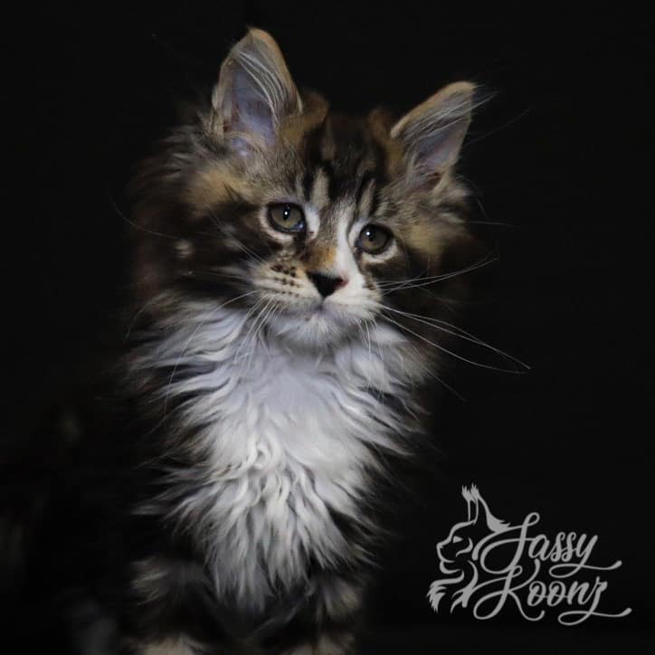 maine coon kittens black tabby youre so vain