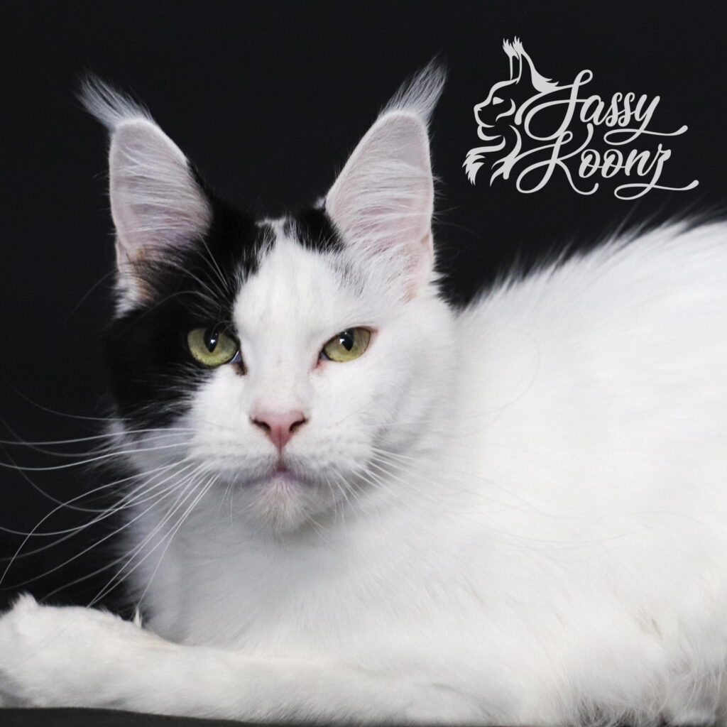 maine-coon-van-black-white-cat ⋆ Sassy Koonz Maine Coon Cattery maine coon van black white cat boujee
