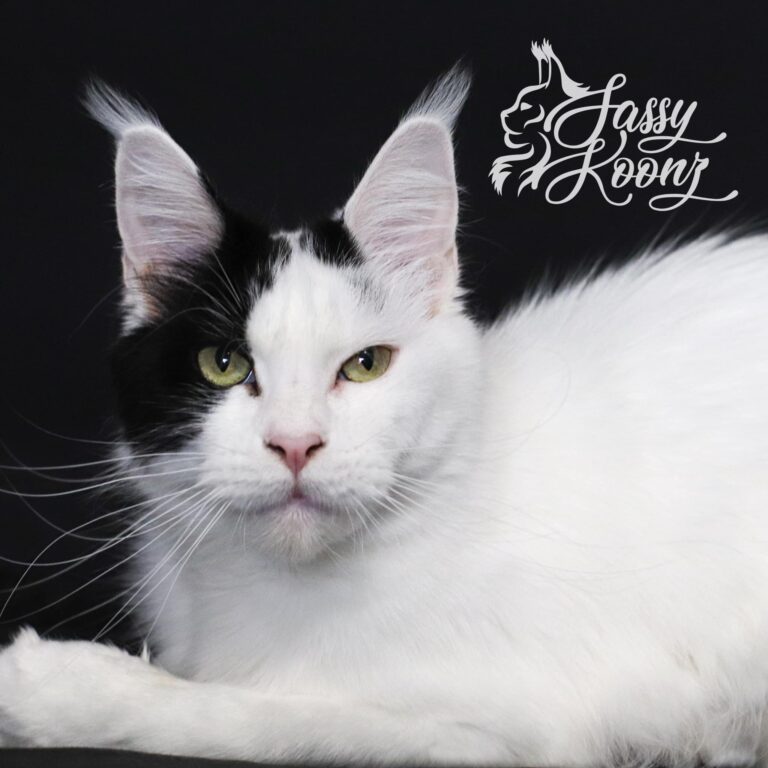 maine coon van black white cat boujee