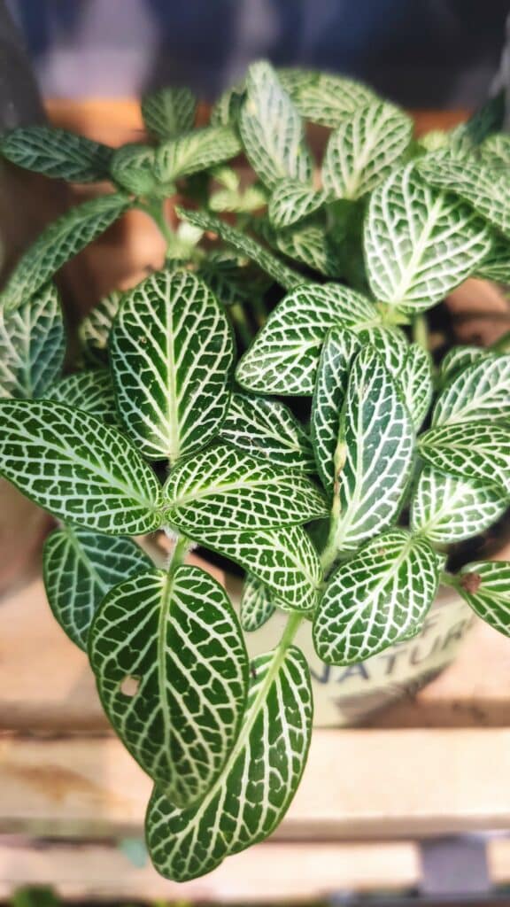 Is Pepperomia toxic to cats ⋆ Sassy Koonz Maine Coon Cattery pepperomia toxic to cats