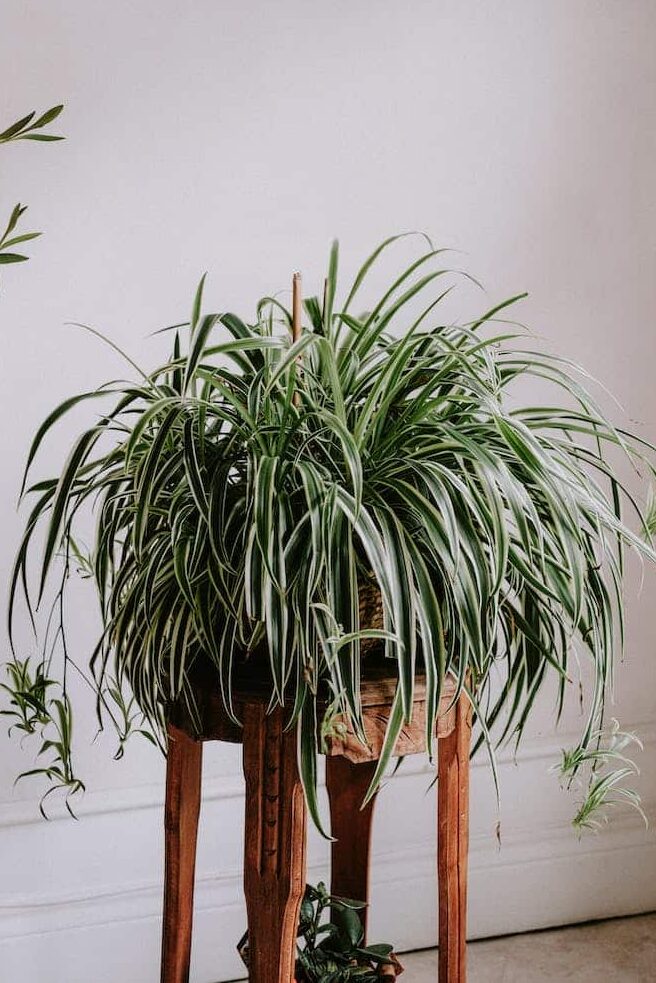 pexels-photo-11363516 ⋆ Sassy Koonz Maine Coon Cattery spider plant toxic to cats