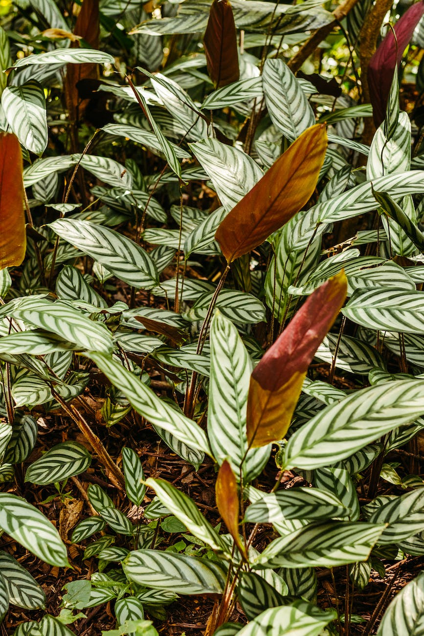 pexels-photo-18088306 ⋆ Sassy Koonz Maine Coon Cattery calathea toxic to cats