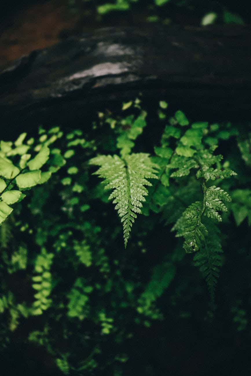 pexels-photo-18822370 ⋆ Sassy Koonz Maine Coon Cattery boston fern toxic to cats