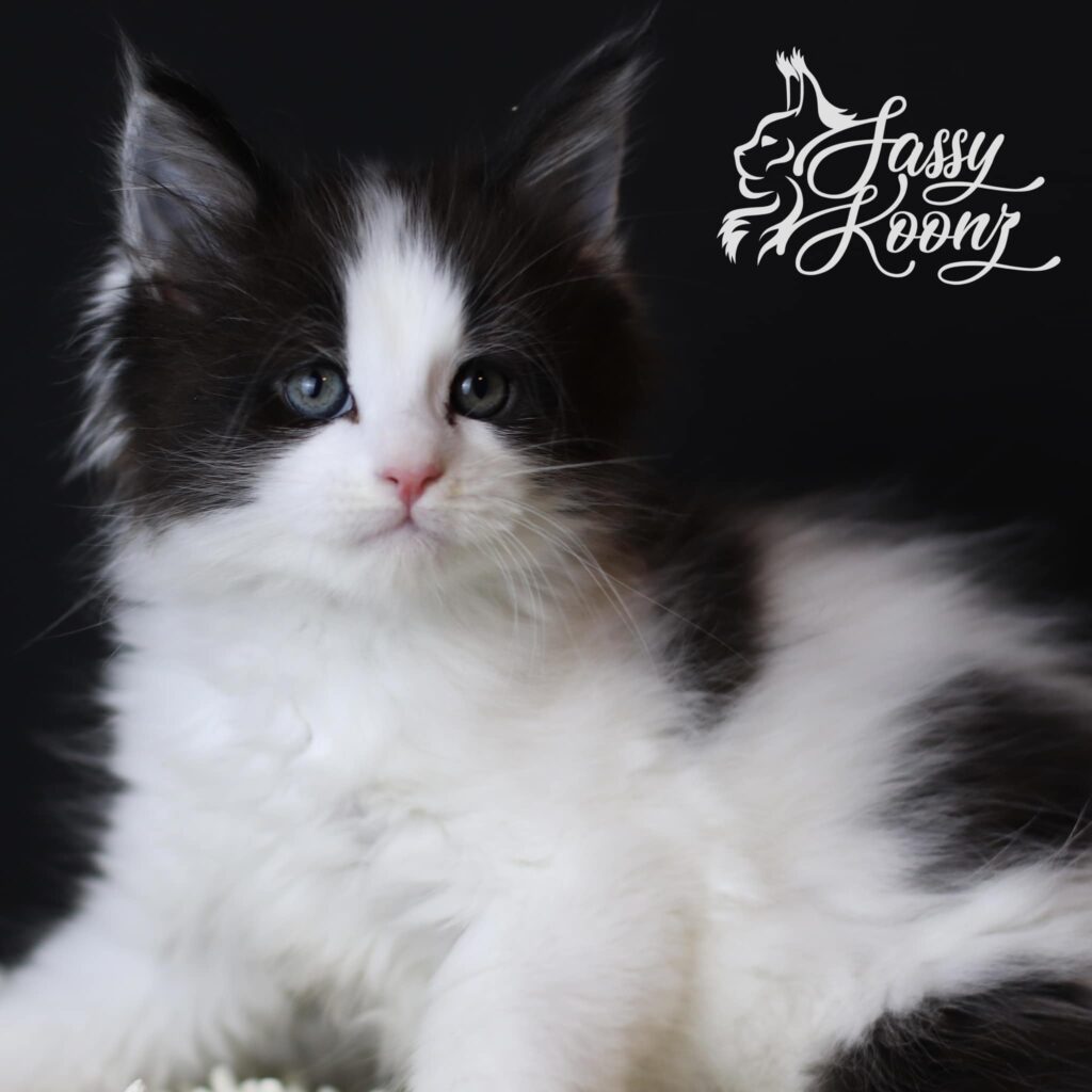 superhero-7-weeks-old-black-white-maine-coon ⋆ Sassy Koonz Maine Coon Cattery superhero 7 week sold black white maine coon kitten