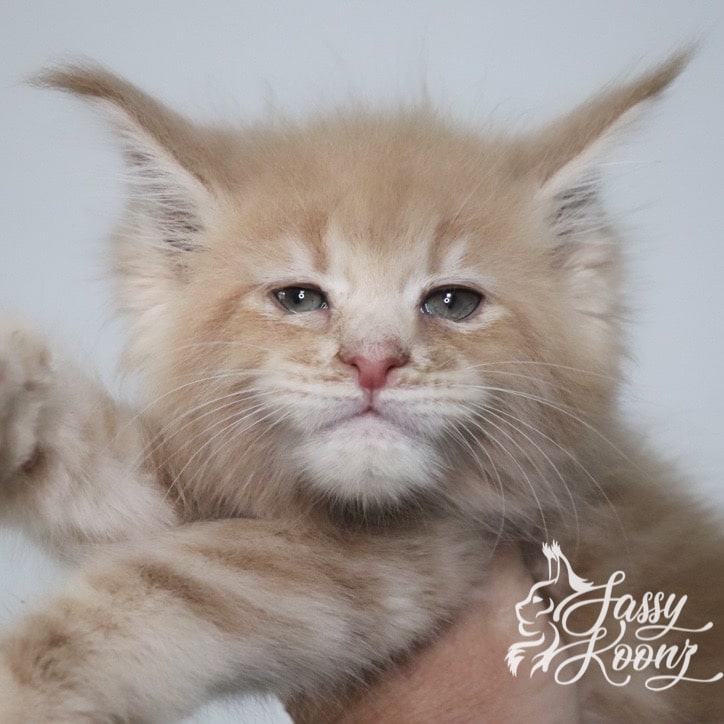 maine-coon-cat-for-sale-ace-cream ⋆ Sassy Koonz Maine Coon Cattery maine coon cat for sale cream tabby ace