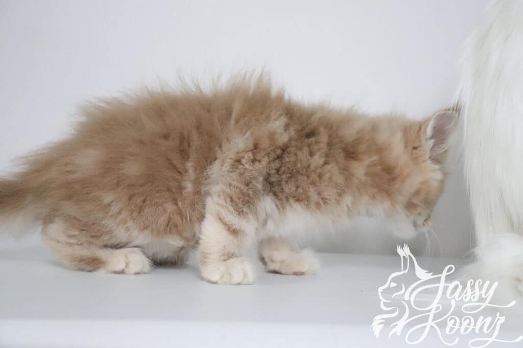 maine-coon-cat-full-body-cream-tabby ⋆ Sassy Koonz Maine Coon Cattery maine coon cat full body cream tabby ace von johnson