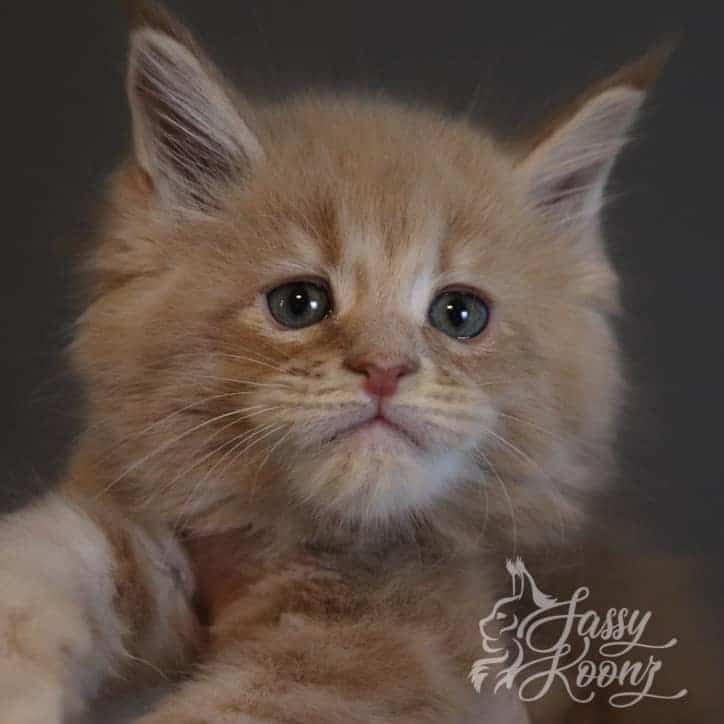 maine-coon-kitten-ace-cream-tabby ⋆ Sassy Koonz Maine Coon Cattery maine coon kitten ace cream tabby