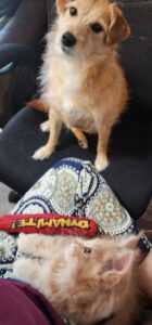 Ace Von Johnson in his new home ⋆ Sassy Koonz Maine Coon Cattery ace von johnson, cream maine cono kitten, in his new home happy with owner