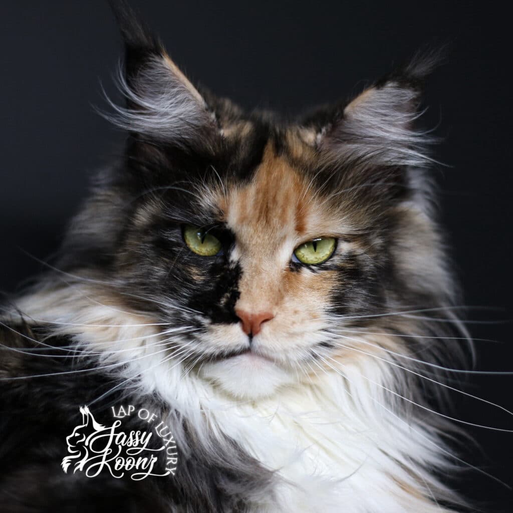 Vivi- Adult Maine Coon ⋆ Sassy Koonz Maine Coon Cattery black smoke tortie vivi adult maine coon