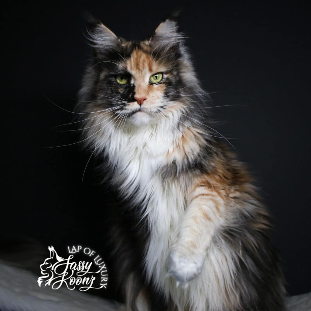 Vivi-Black SMoke Tortie Mama ⋆ Sassy Koonz Maine Coon Cattery sassy koonz queen thats raising a litter of maine coon kittens