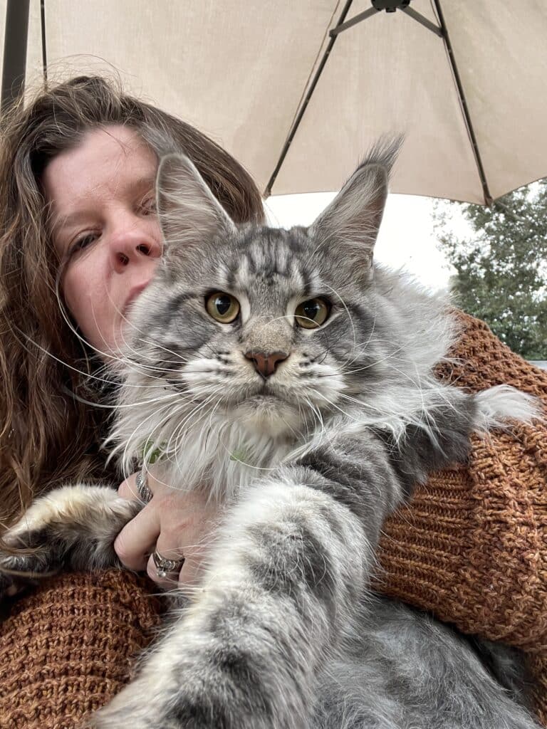 IMG_1820 ⋆ Sassy Koonz Maine Coon Cattery maine coon cat with big ear tufts black silver exotic face tanky wanky