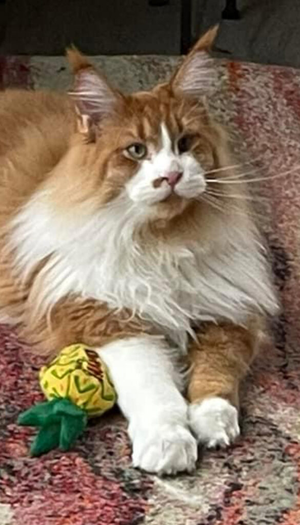 Maine Coon Cat Jalapeno ⋆ Sassy Koonz Maine Coon Cattery maine coon cat adult red white freckle