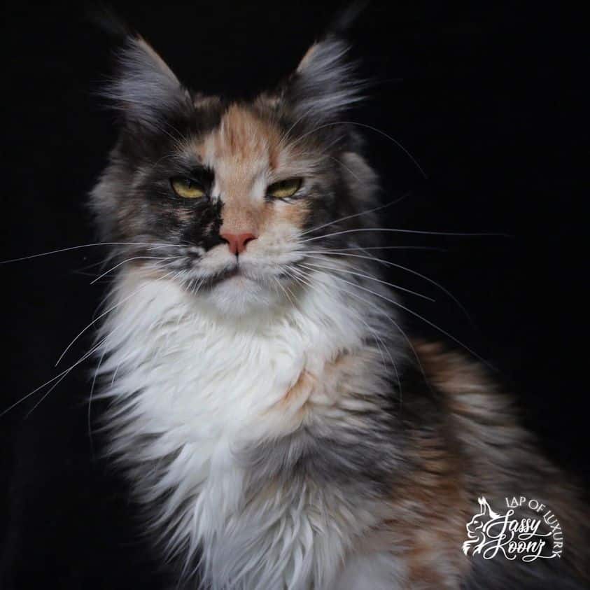 maine-coon-breeder-florida-cats-for-sale ⋆ Sassy Koonz Maine Coon Cattery maine coon breeder florida cats for sale