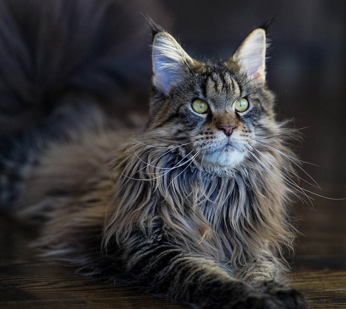 sassy-koonz-maine-coon-kittens-florida โ Sassy Koonz Maine Coon Cattery sassy koonz maine coon kittens florida