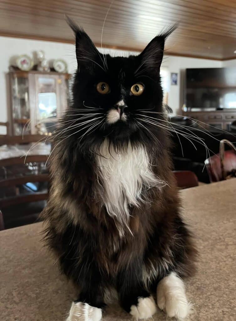 black-white-maine-coon-cat-mustache ⋆ Sassy Koonz Maine Coon Cattery black and white maine coon cat with mustache