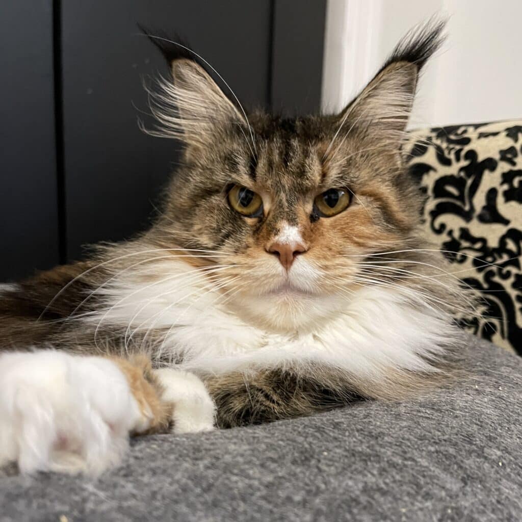 kleo-grumpy-maine-coon ⋆ Sassy Koonz Maine Coon Cattery kleo grumpy female maine coon cat 2 years old