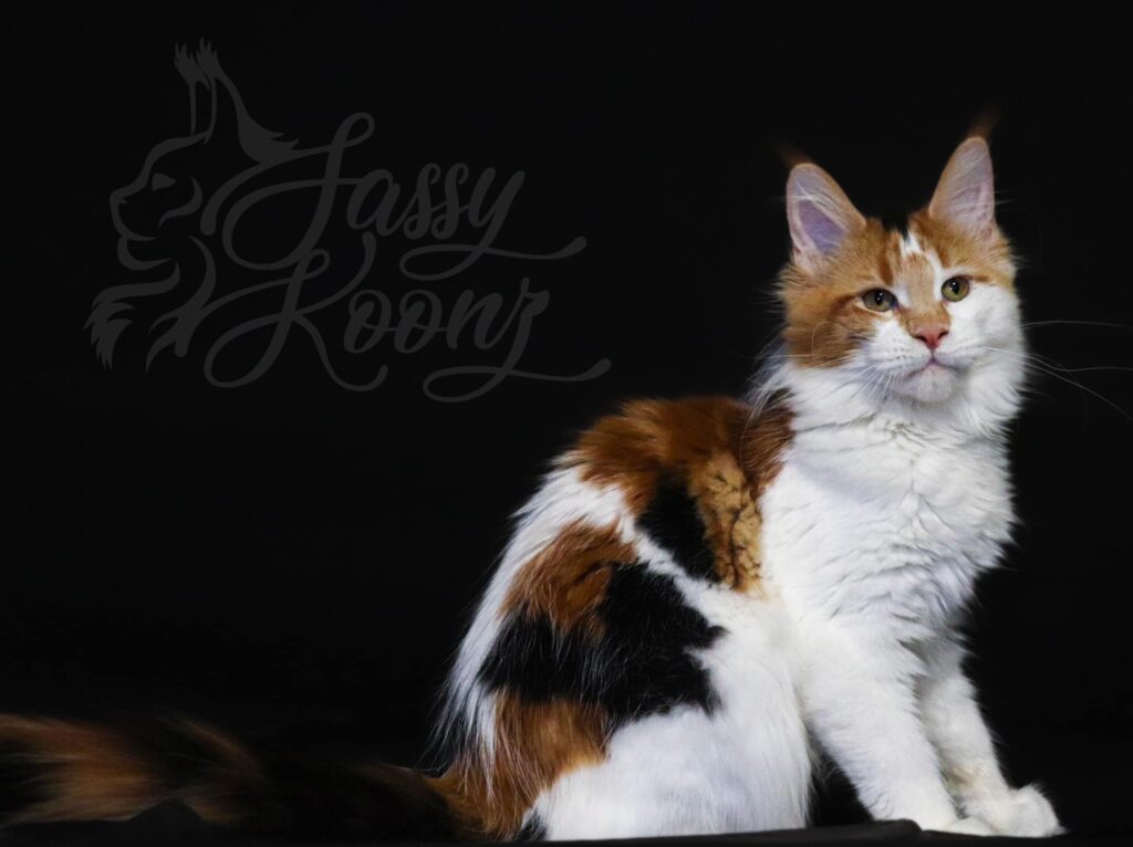 largest-domesticated-cat-maine-coon-calico ⋆ Sassy Koonz Maine Coon Cattery largest domesticated cat maine coon calico