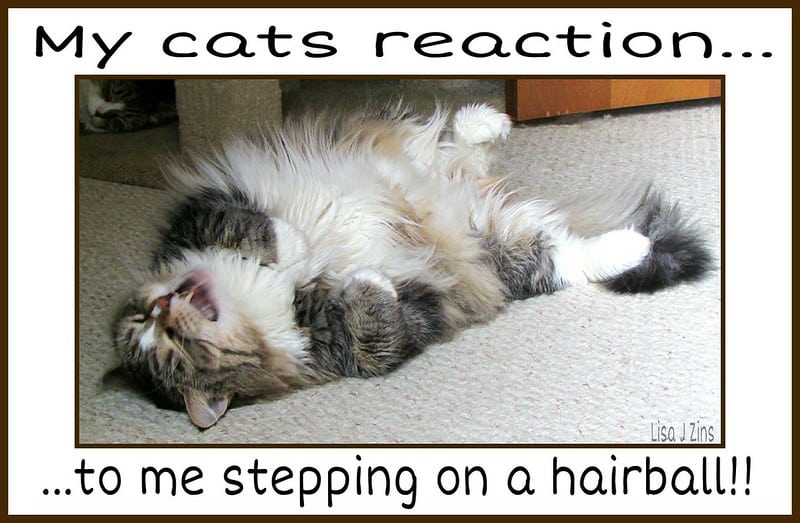 maine coon laughing because owner stepped on a hairball