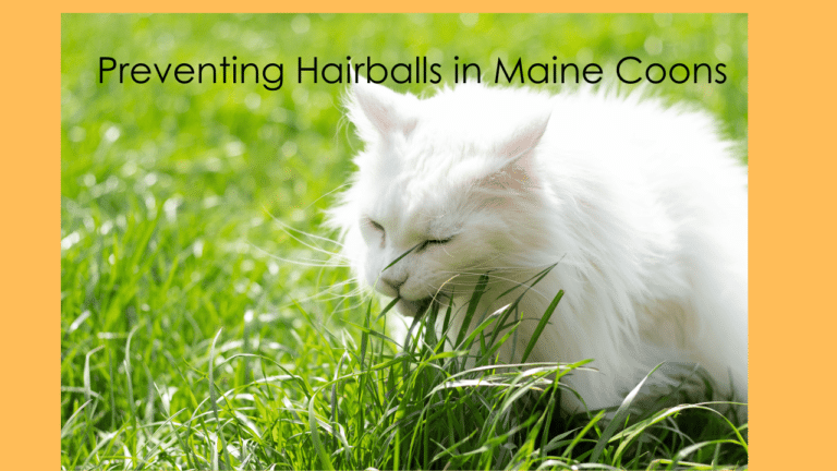 preventing hairballs in maine coons
