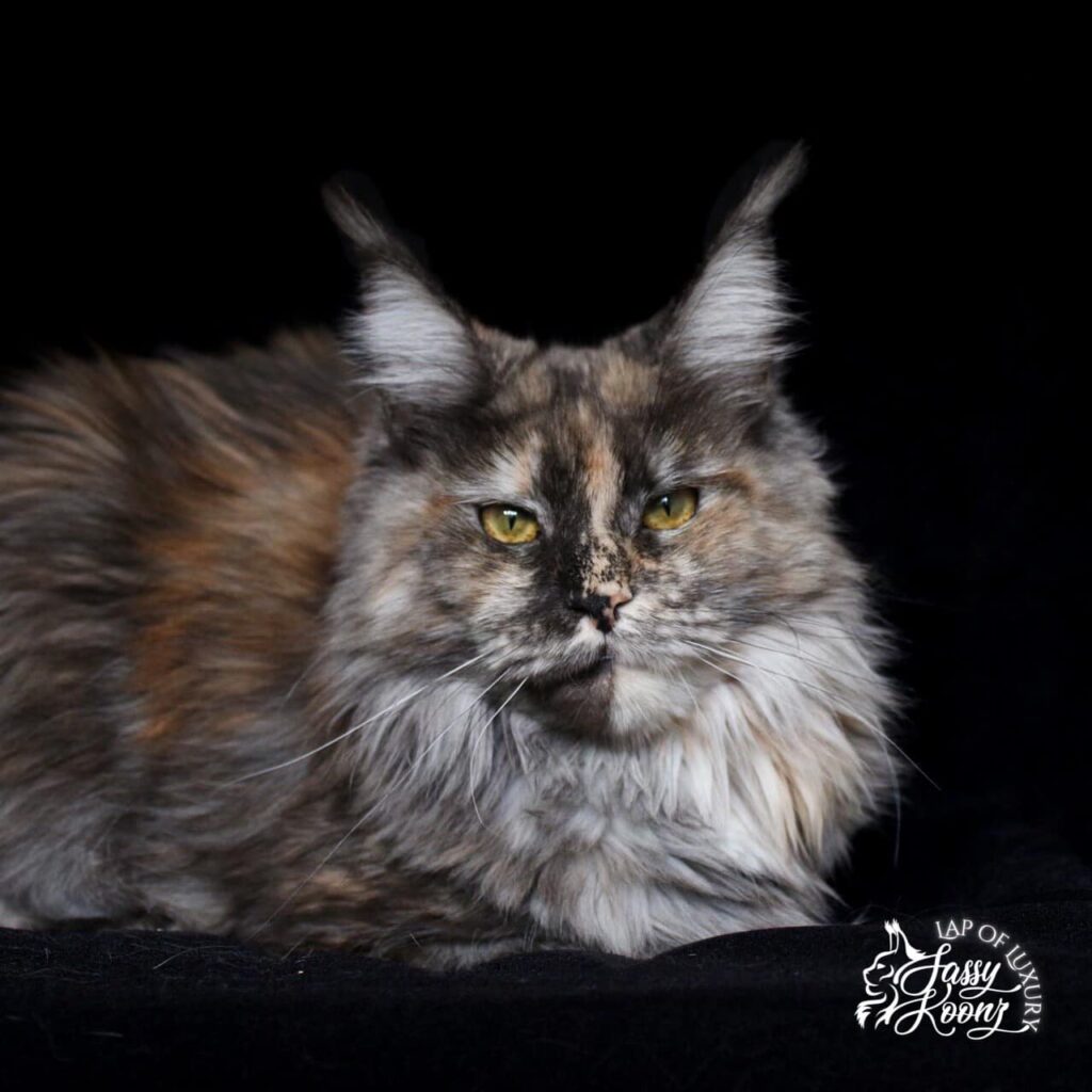 black-smoke-tortie-female-vesna-maine-coon ⋆ Sassy Koonz Maine Coon Cattery black smoke tortie vesna maine coon cat grown