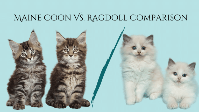 maine coon vs ragdoll